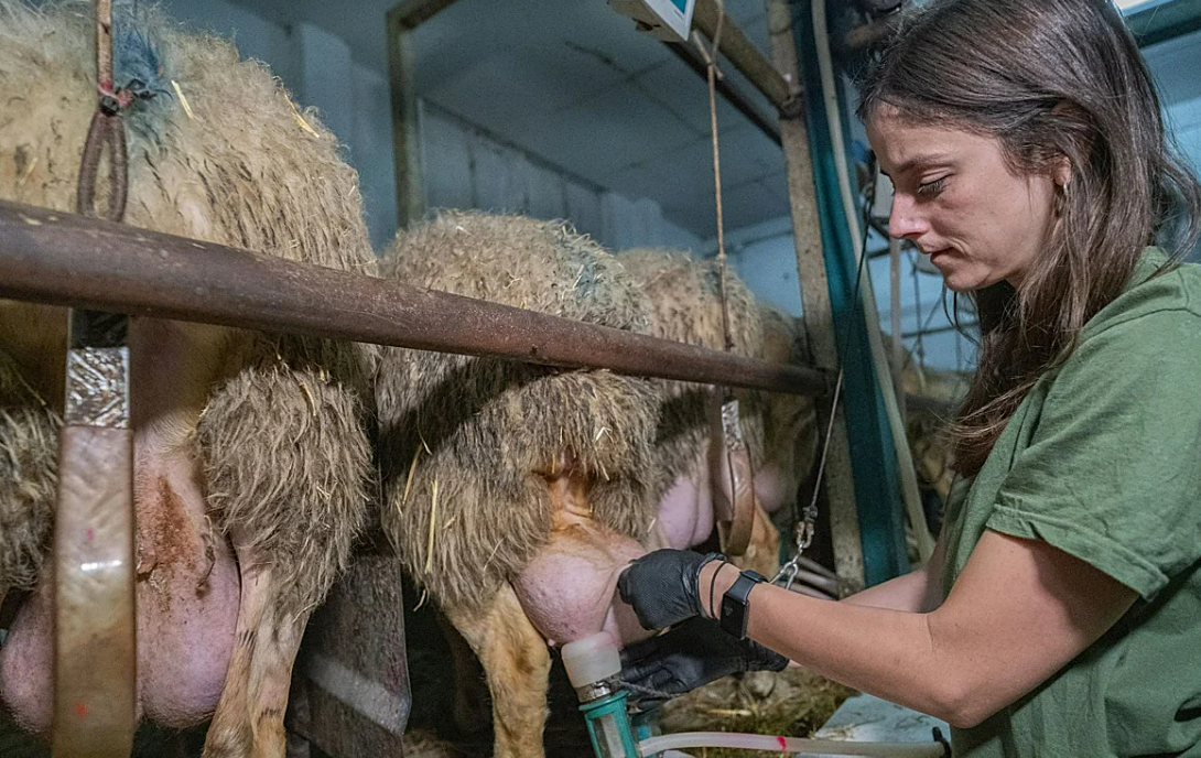 Alba Marchante, ganadera: «No me importa no ir de fiesta por atender a mis ovejas»