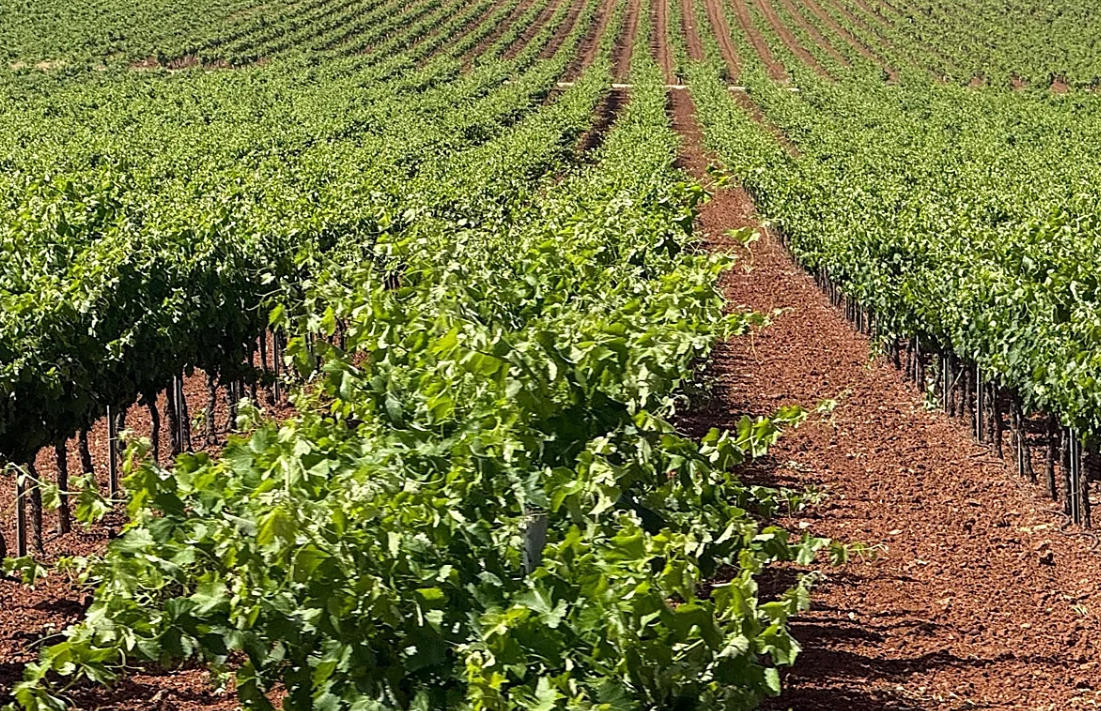 Fin a la guerra del vino: Intervaldepeñas asume los activos de la denominación de origen